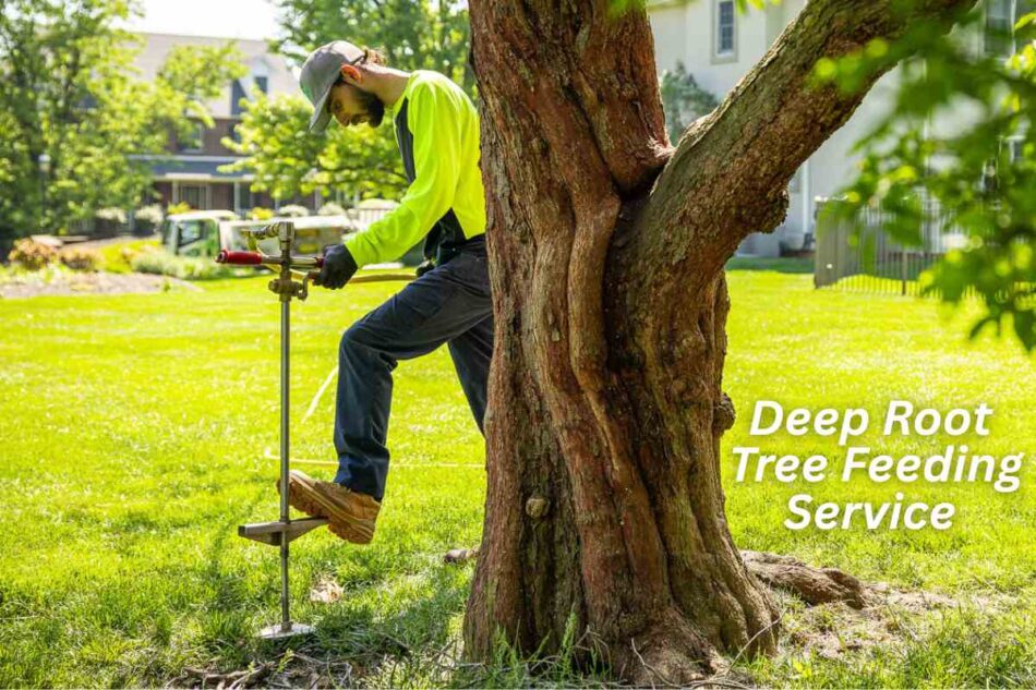 Tree Feeding Service Gilbert Az