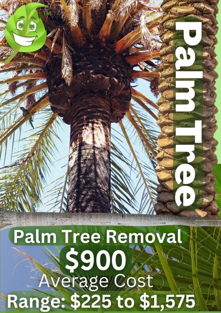 Palm Tree Removal Costs Infographic