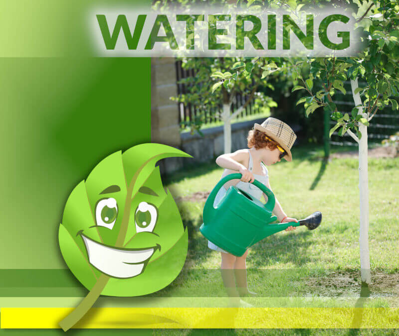 Watering trees properly is the MOST important part of tree care. An infographic showing the watering of trees.