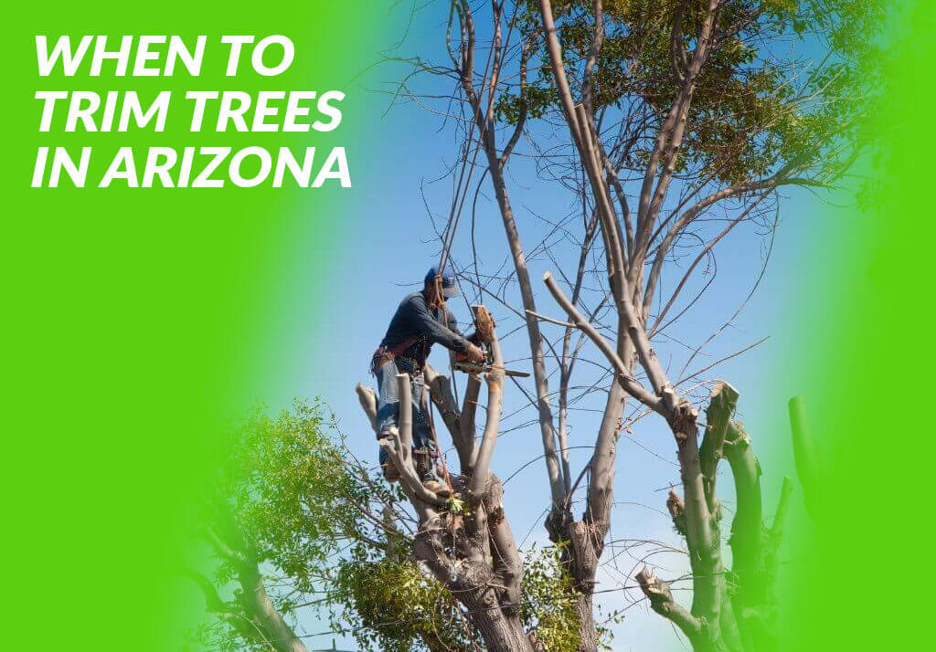 When To Trim Trees in Arizona, do you know what time of year to have your trees trimmed?