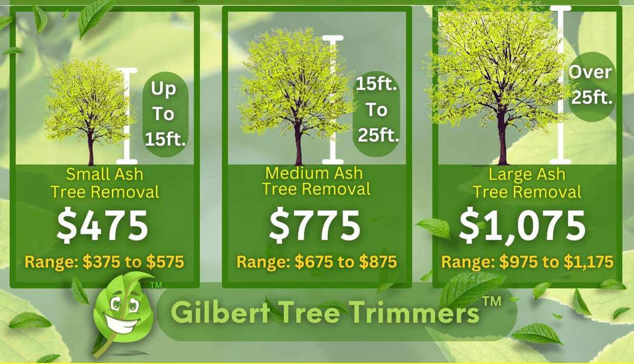 Ash Tree Removal Cost By Height