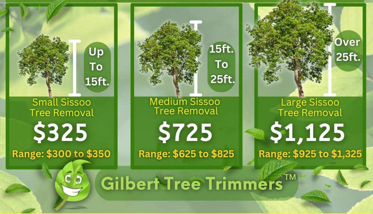 Sissoo Tree Removal Cost By Height