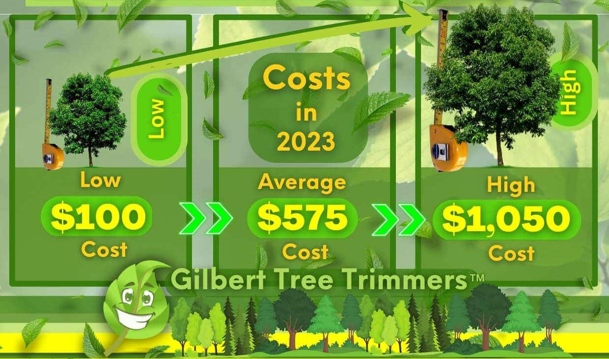 Tree Trimming Cost in 2023 By Size