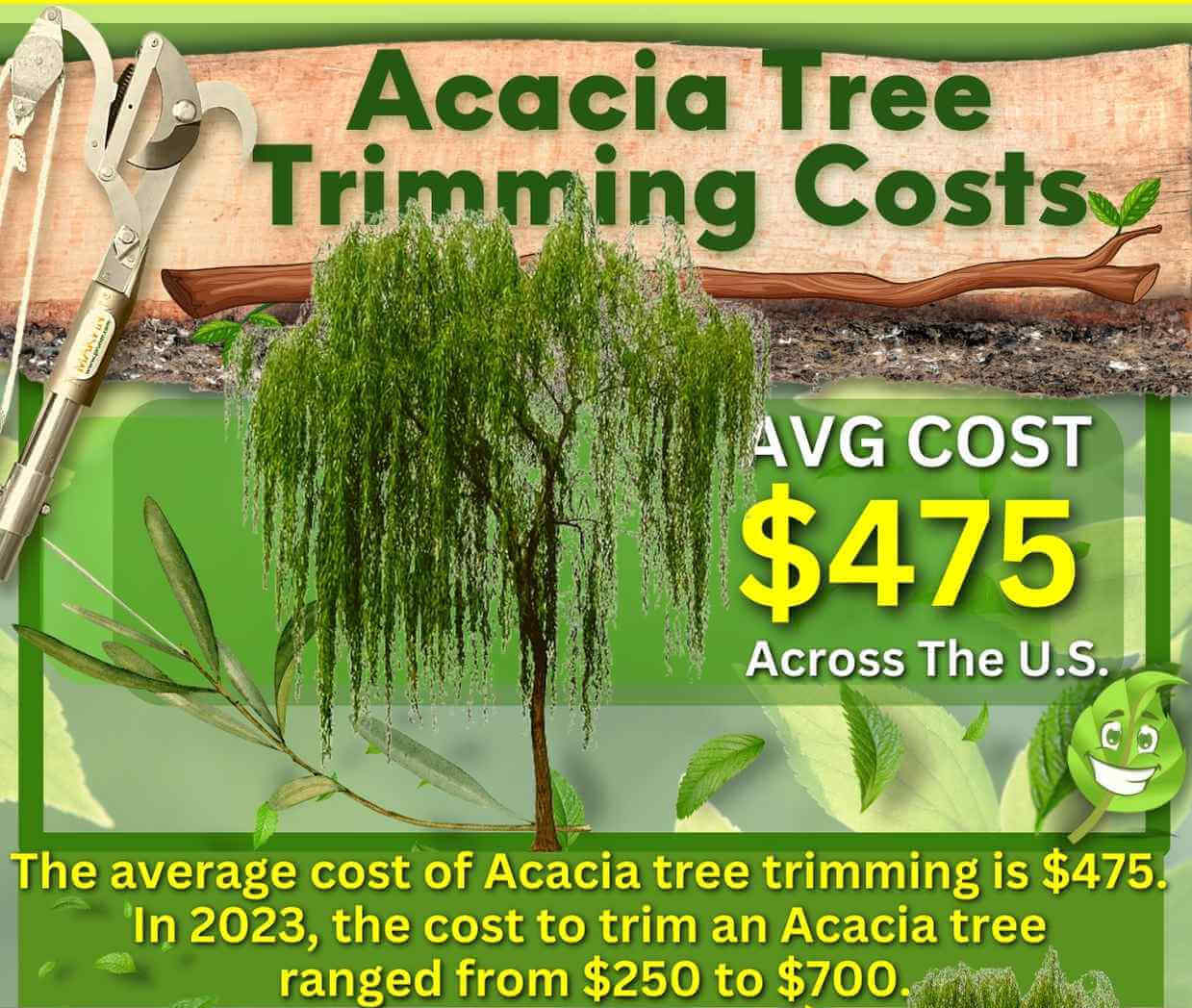 Acacia Tree Trimming Cost