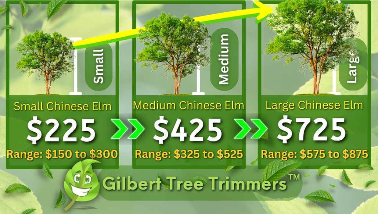 Chinese Elm Tree Trimming Cost