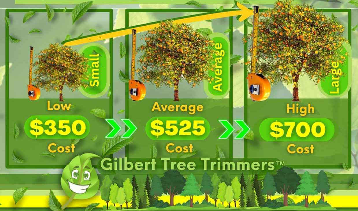 Citrus Tree Removal Cost