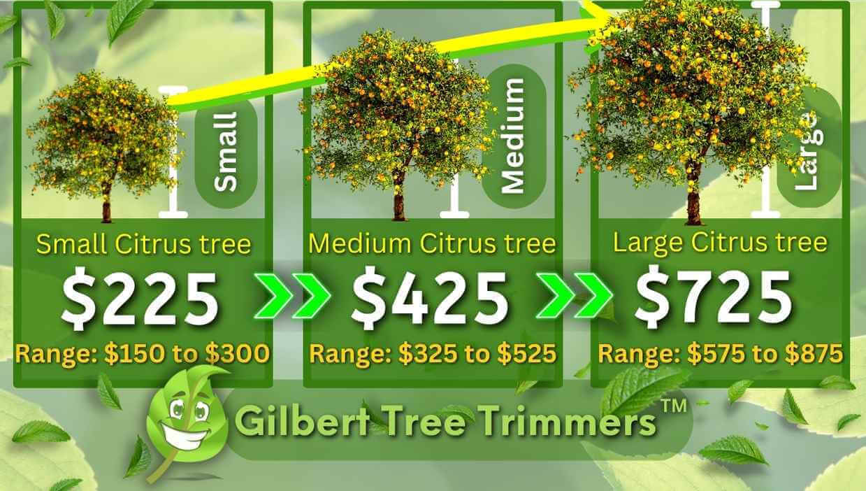 Citrus Tree Trimming Cost