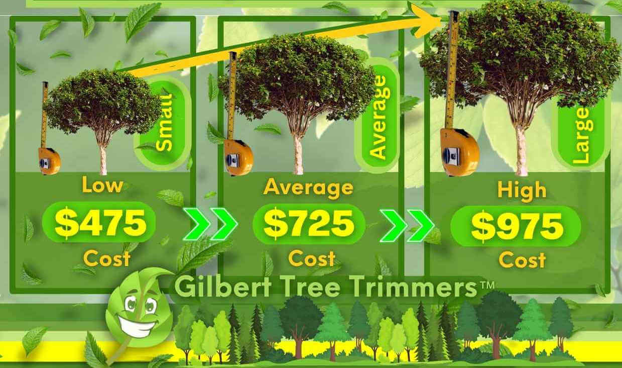 Ficus Tree Removal Cost