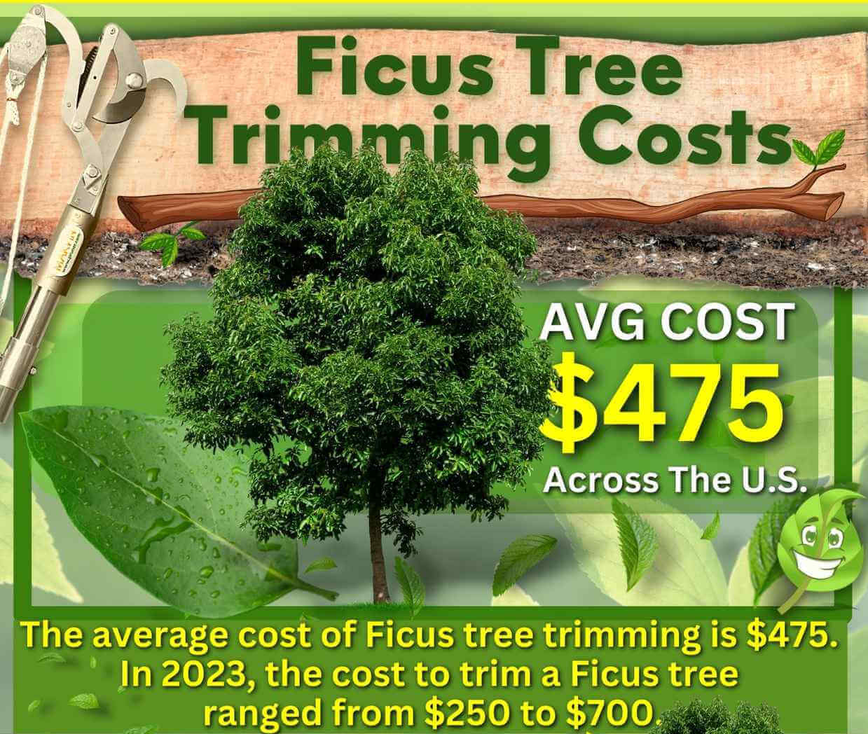 Ficus Tree Trimming Cost