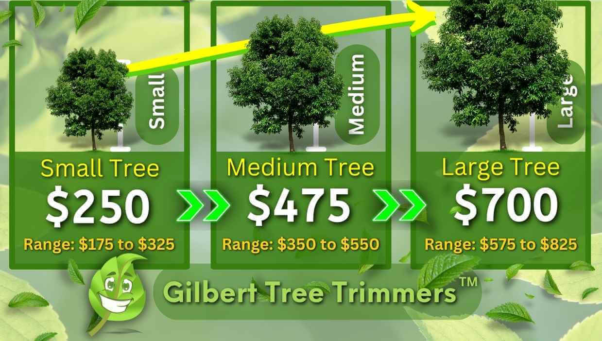 Ficus Tree Trimming Cost
