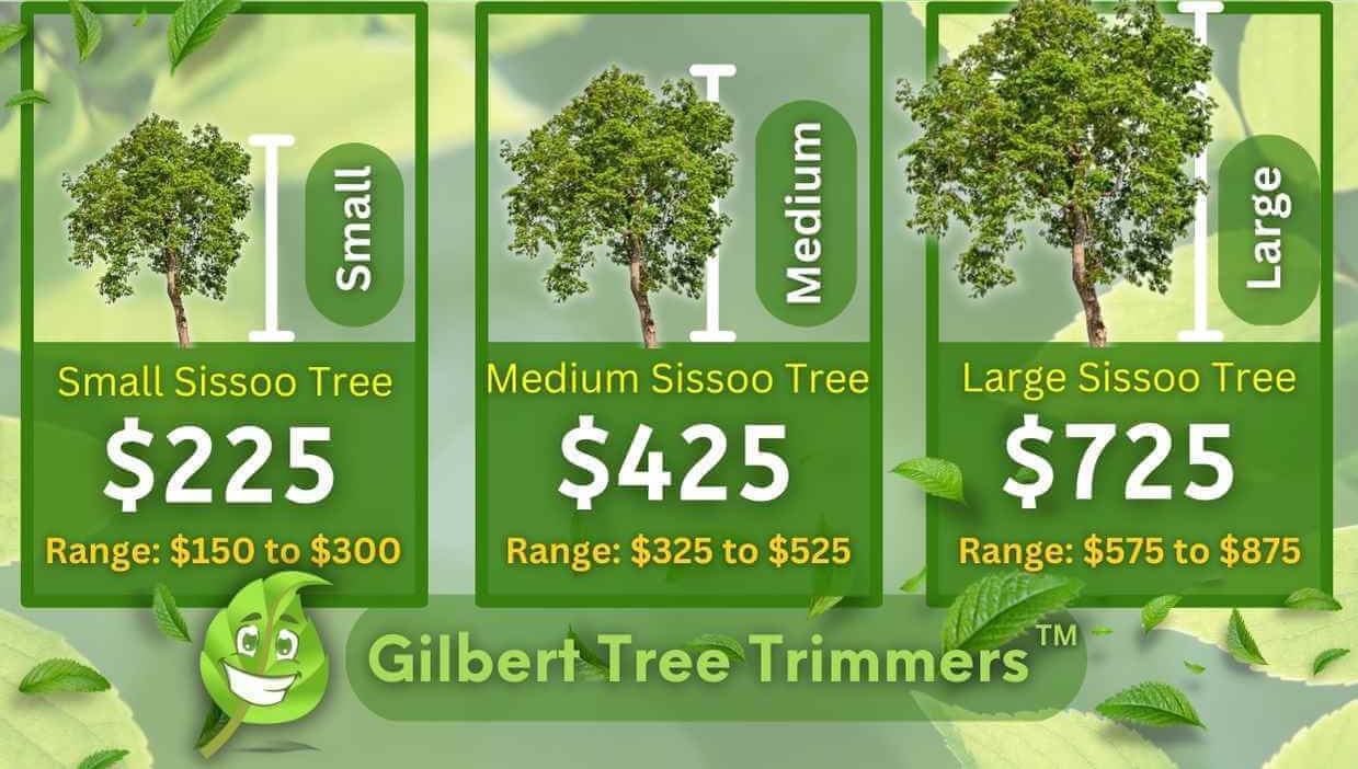 Sissoo tree trimming cost