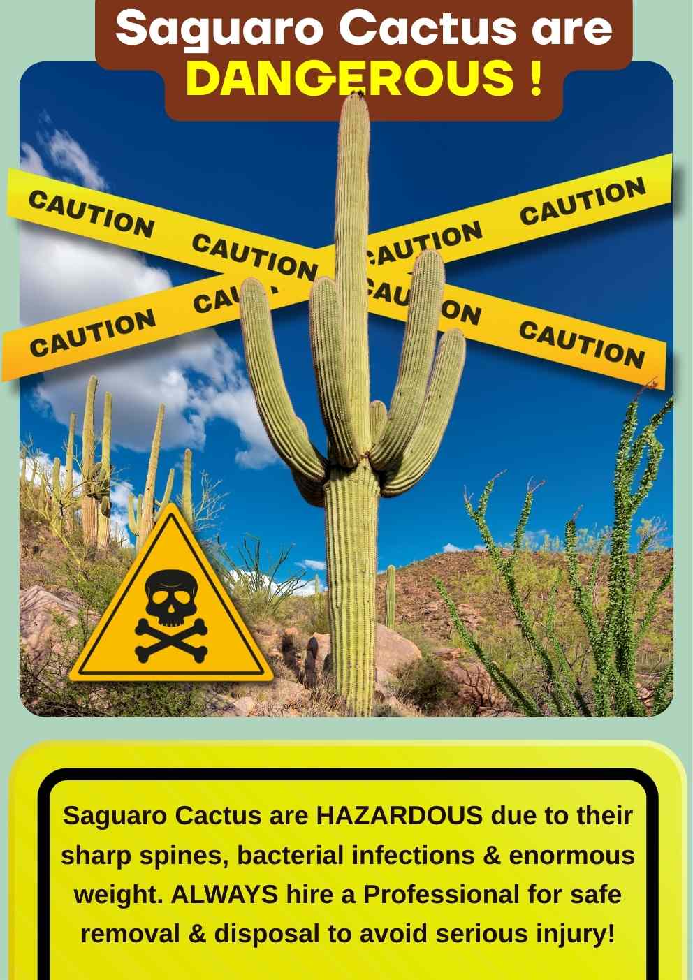 Saguaro Cactus Removal