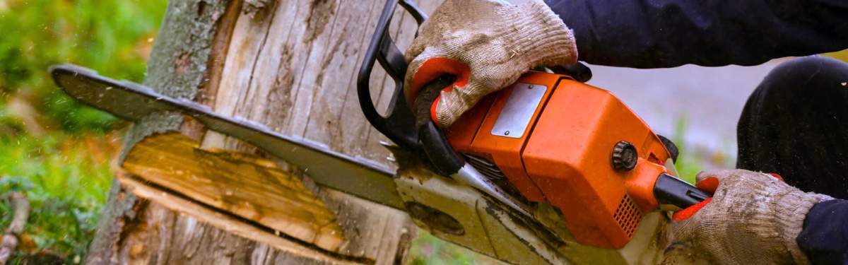 Gilbert Tree Removal