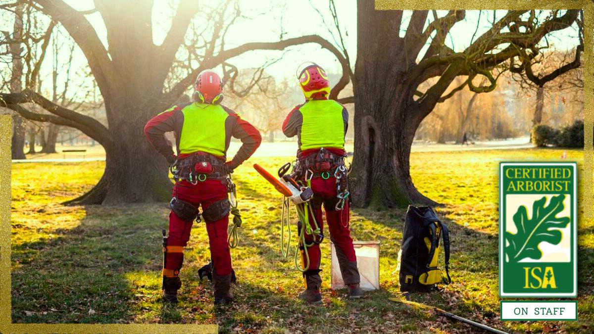 Gilbert Tree Service