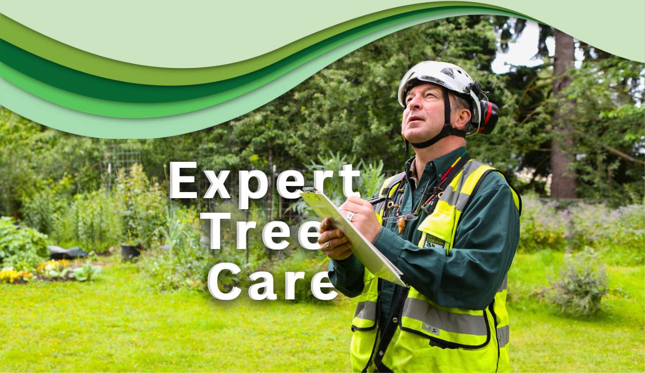 Gilbert Tree Service, Expert Tree Care