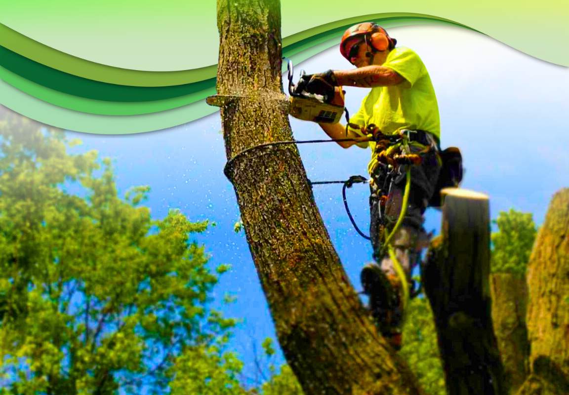 Gilbert Tree Service, Safety & Professionalism