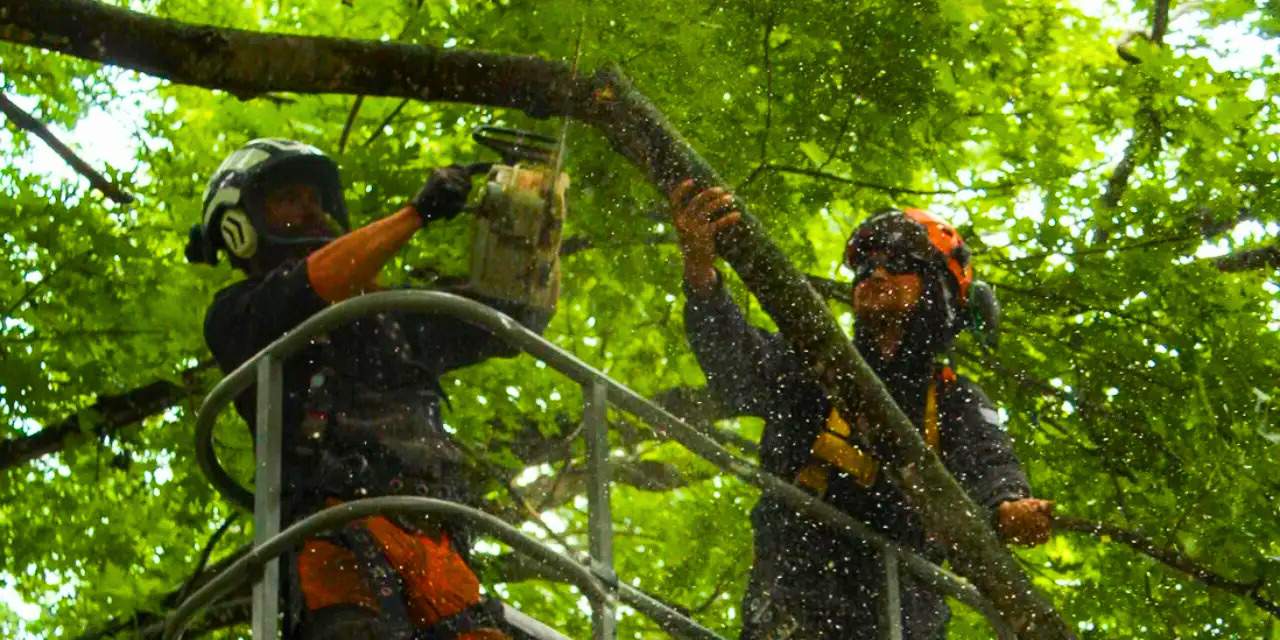 Gilbert Tree Service, Trimming & Tree Removal