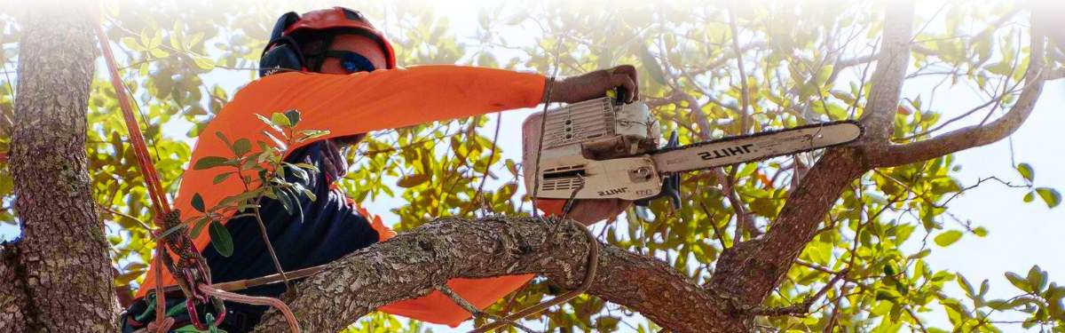 Gilbert Tree Trimming