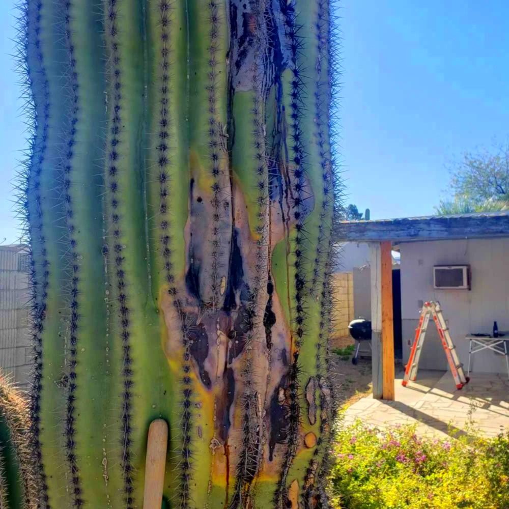 Saguaro Cactus Injury Risk