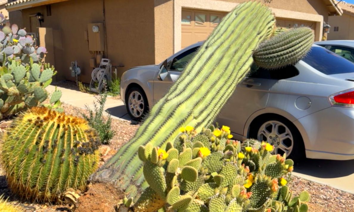 Saguaro Cactus Removal Risk