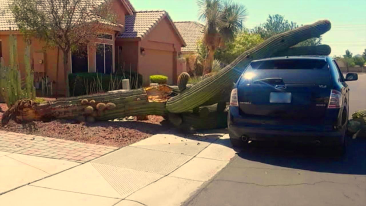 Saguaro Cactus Removal Risk