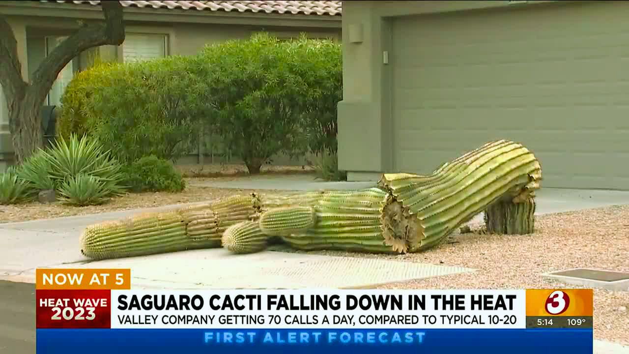 Saguaro Danger