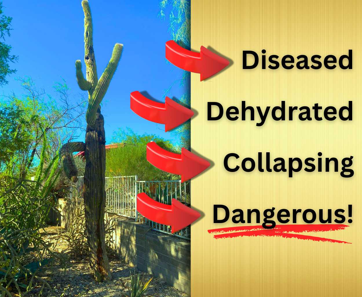 Saguaro Cactus Disease