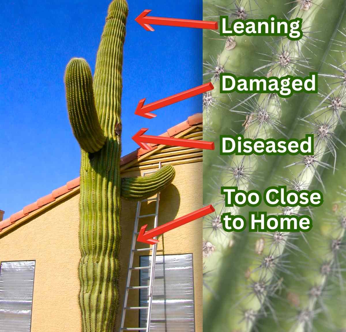 Saguaro Cactus Disease