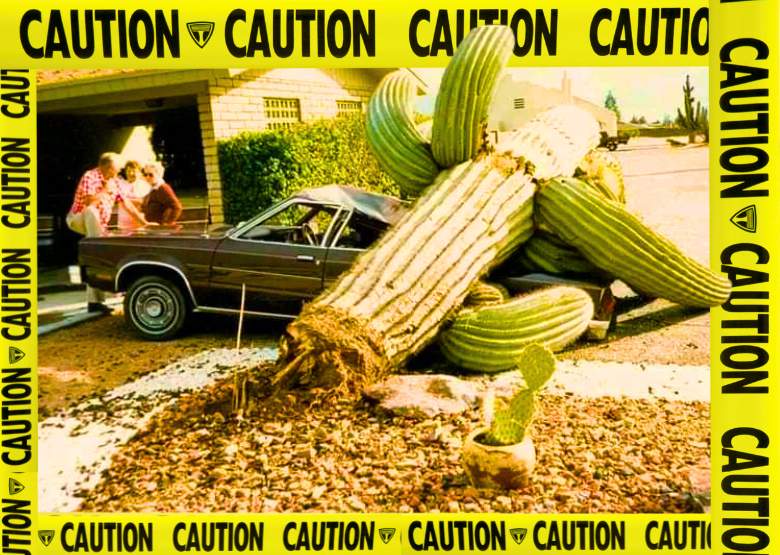 Reasons to remove a Saguaro Cactus