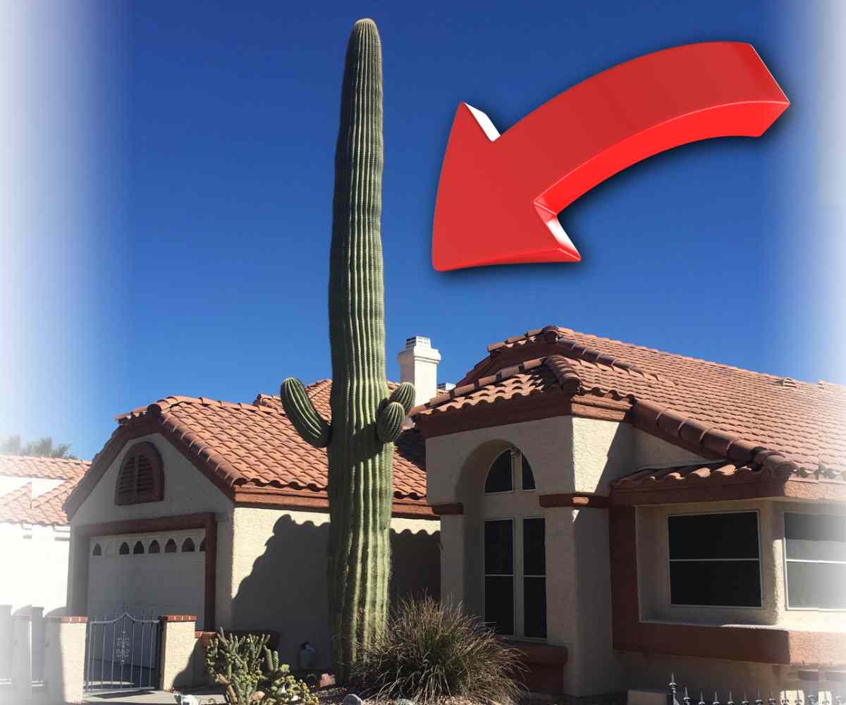 Saguaro Cactus Safety Hazards