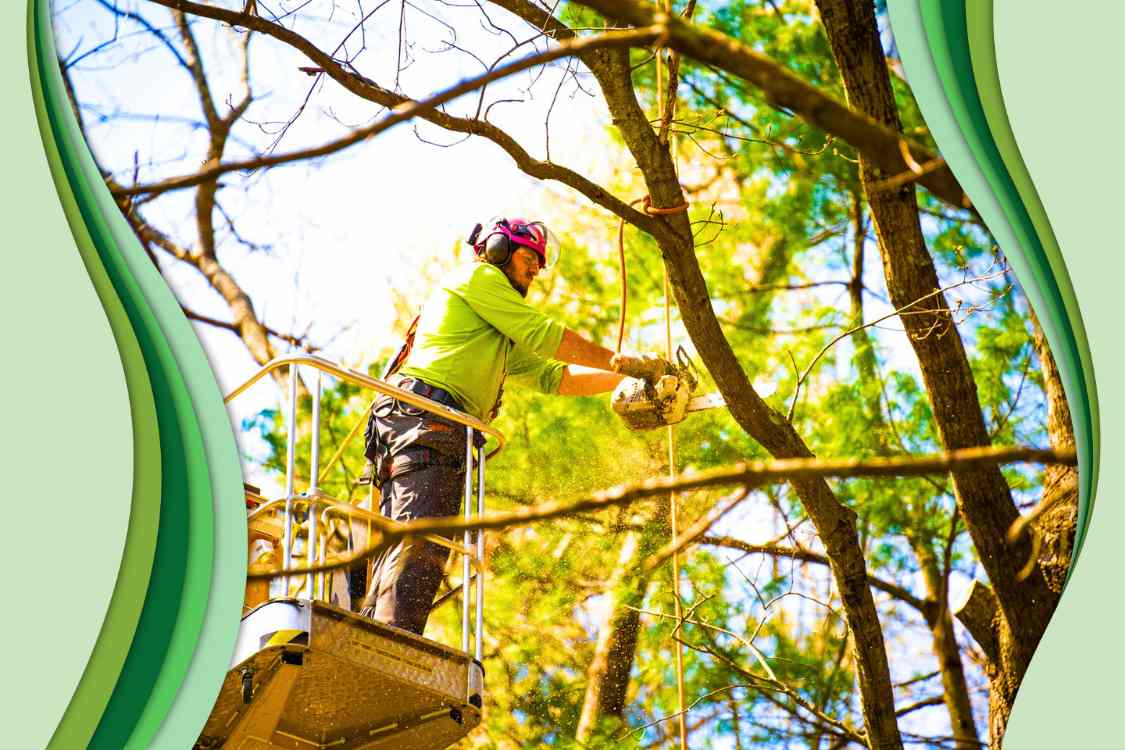 Tree Trimming Gilbert Az