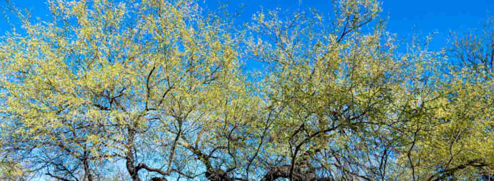 Mesquite Tree Removal in Gilbert Az