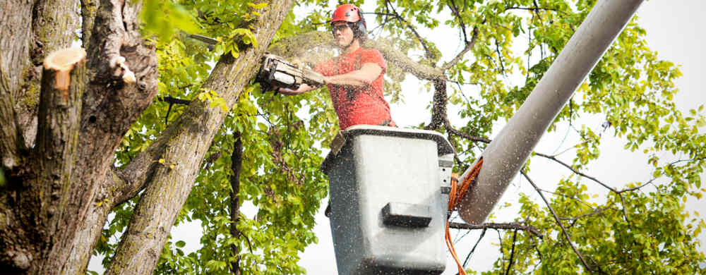 Tree Removal Service Gilbert Az