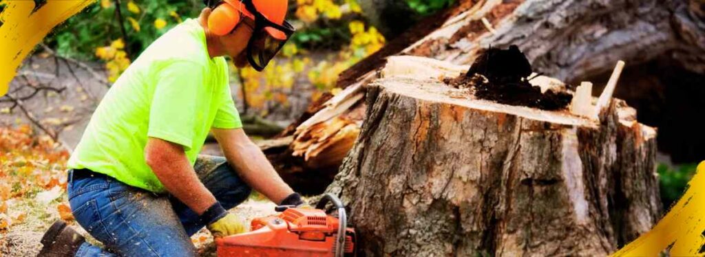 Tree Removal Service Gilbert Az