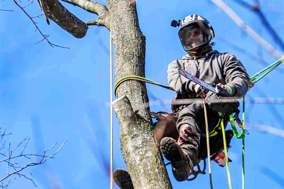 Affordable Tree Removal Service