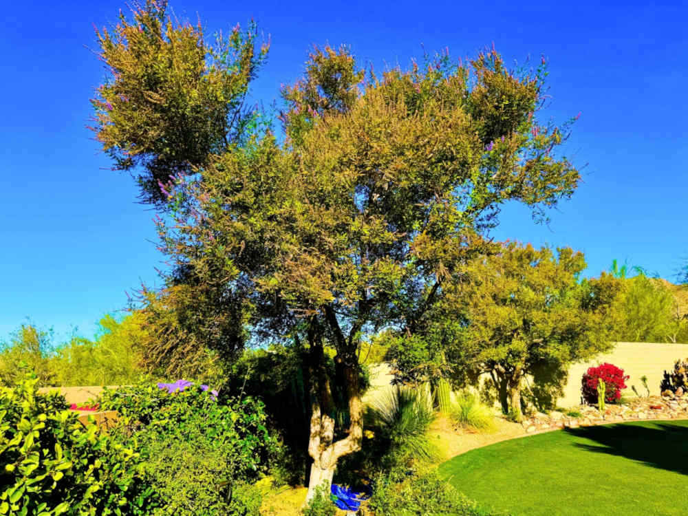Before Tree Trimming Service